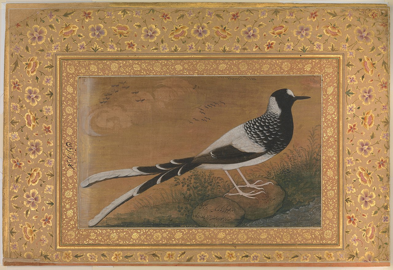 "Spotted Forktail", Folio from the Shah Jahan Album by Abu al-Hasan