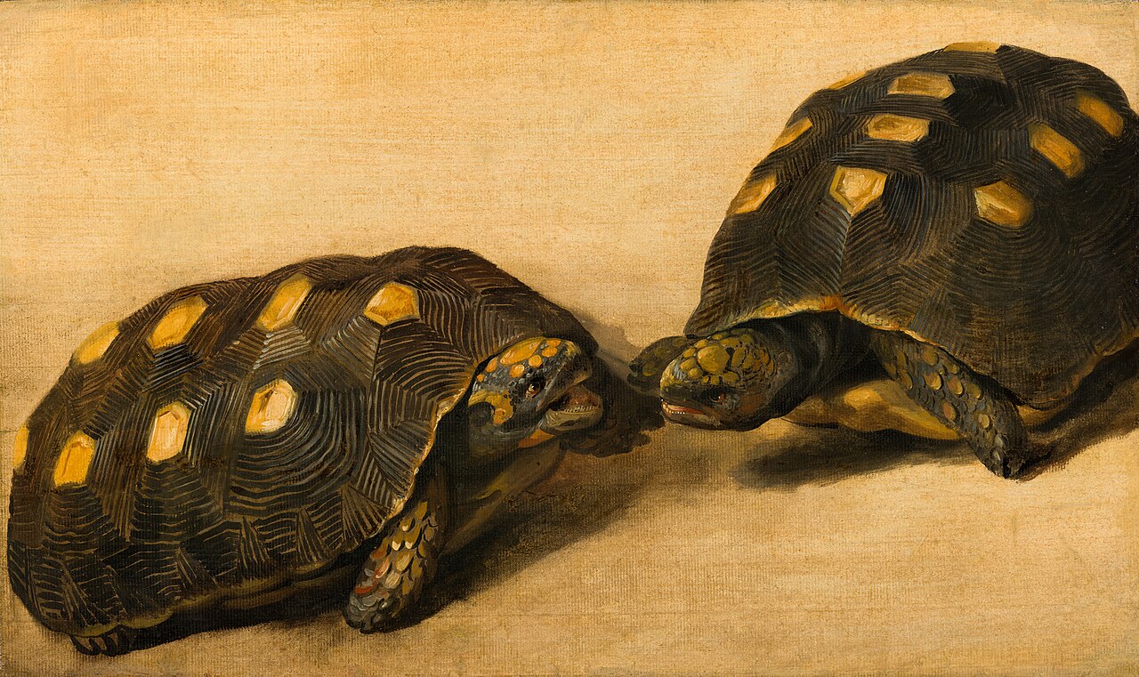 Two dueling tortoises by Albert Eckhout