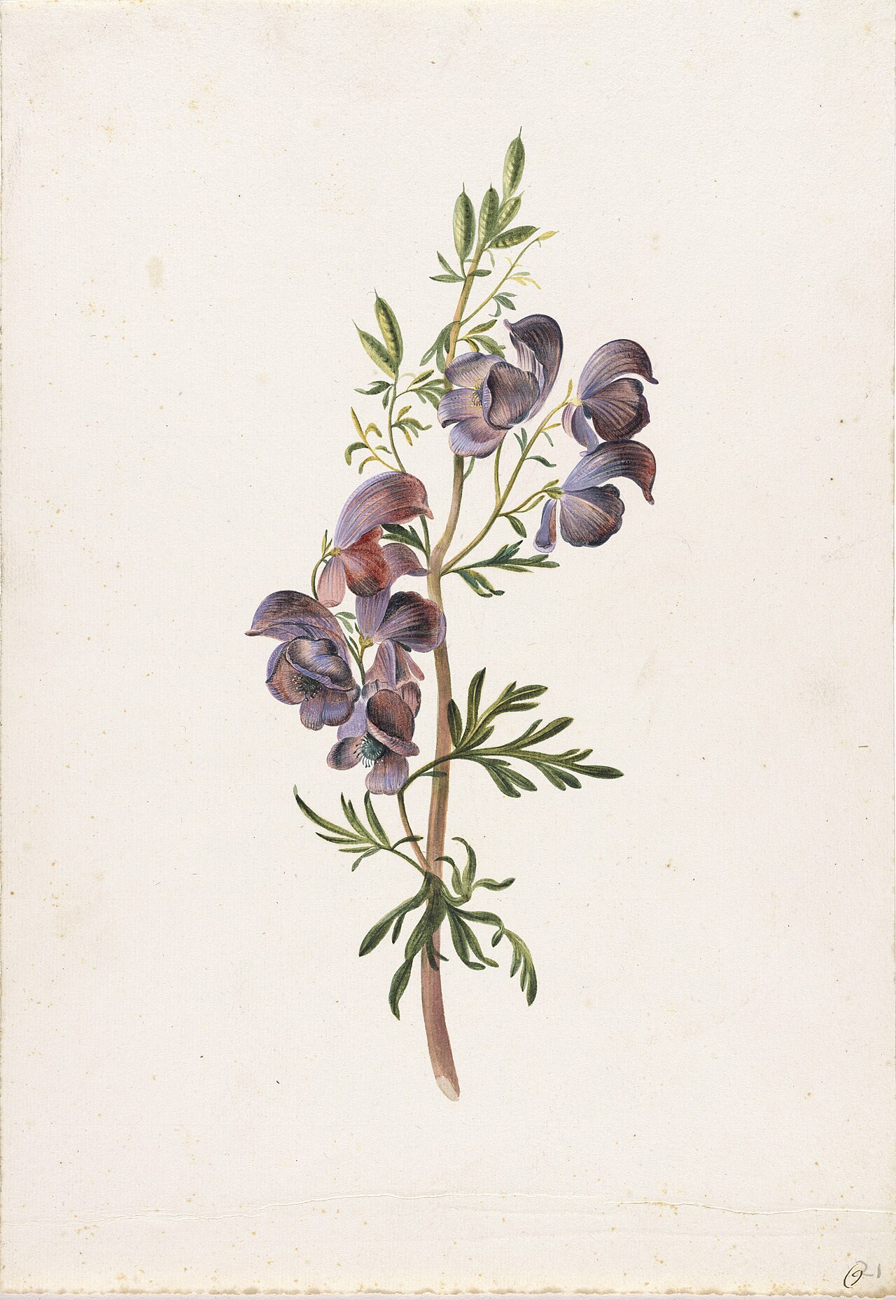 Monkshood in bloom by Alida Withoos