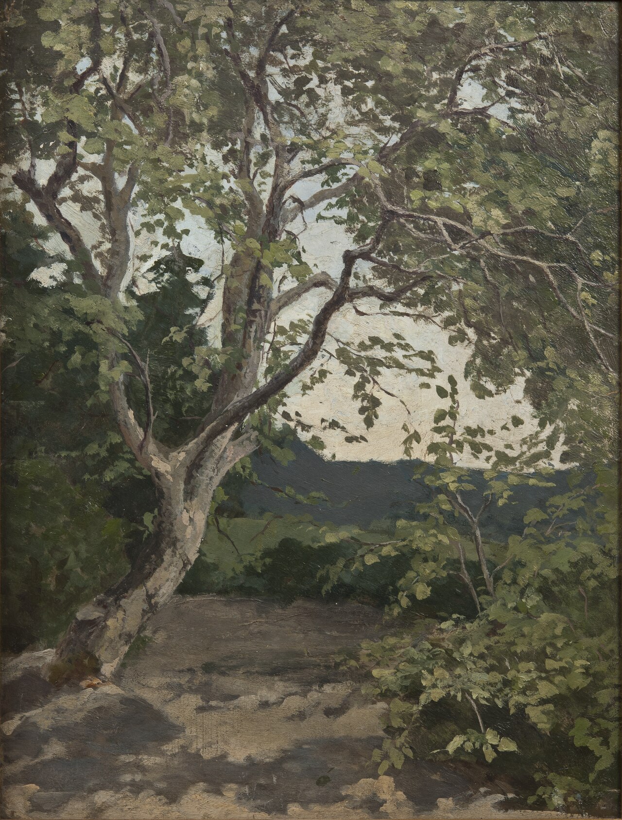 A Tree. Study by Anna Nordlander
