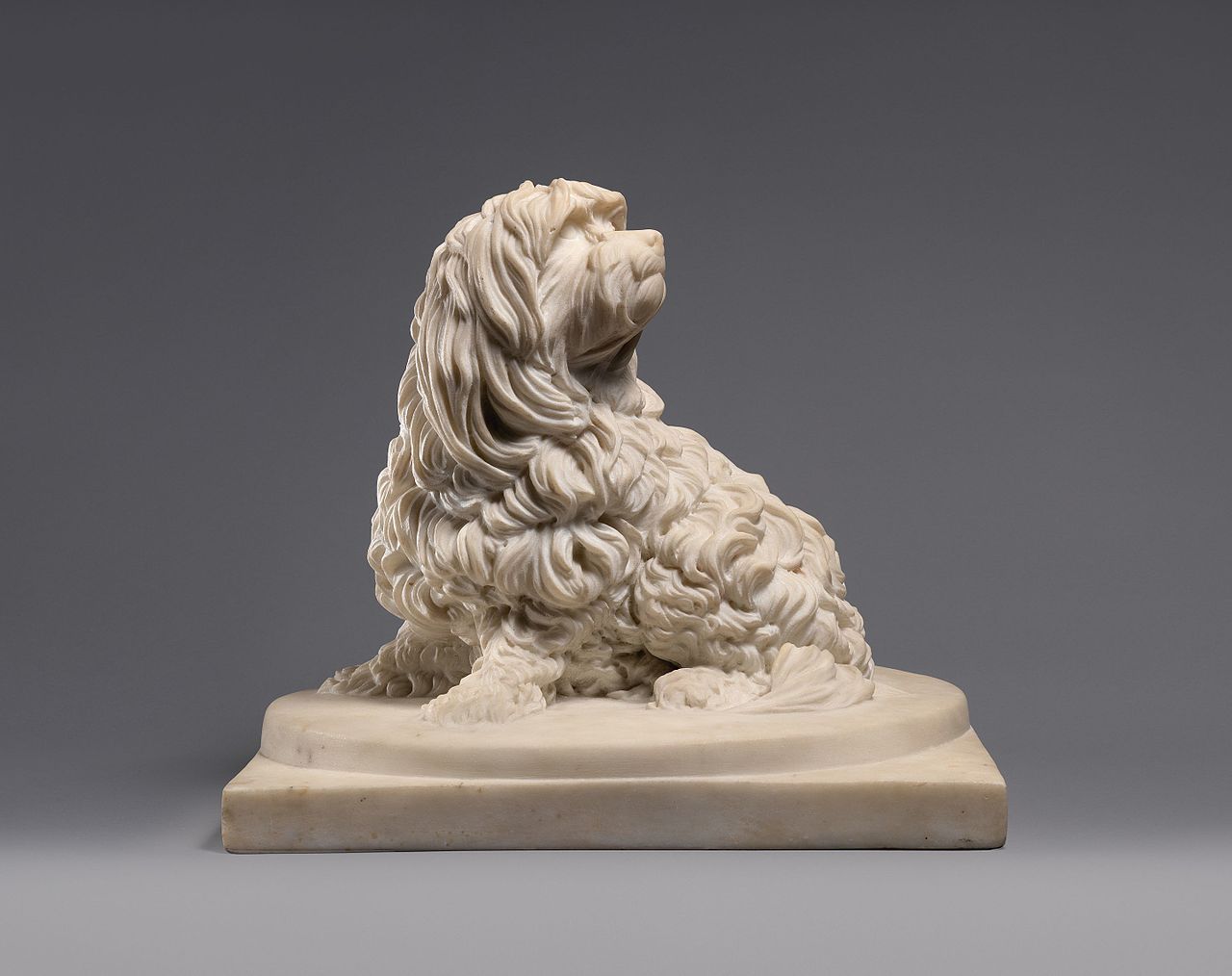 Shock Dog (nickname for a dog of the Maltese breed) by Anne Seymour Damer