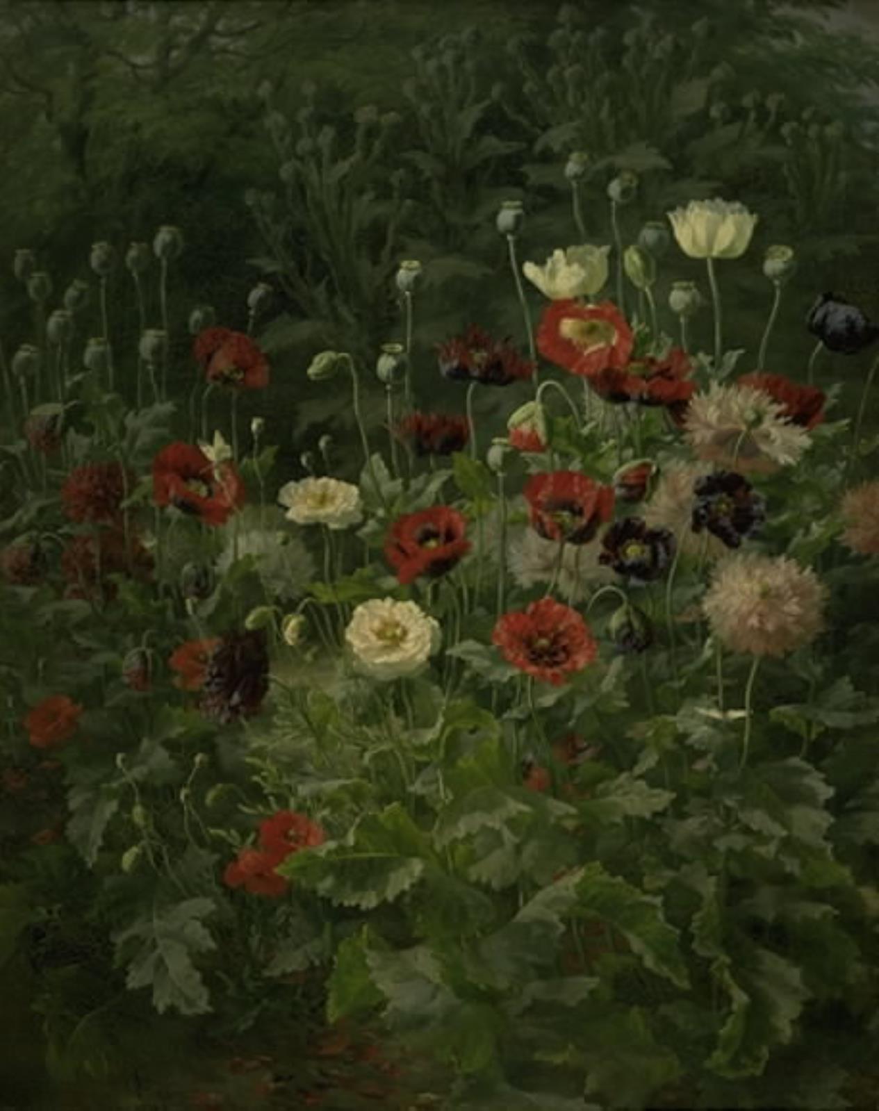 Valmuer by Anthonore Christensen