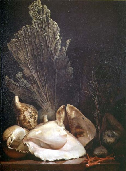 Still Life of Shells and Coral by Antoine Berjon