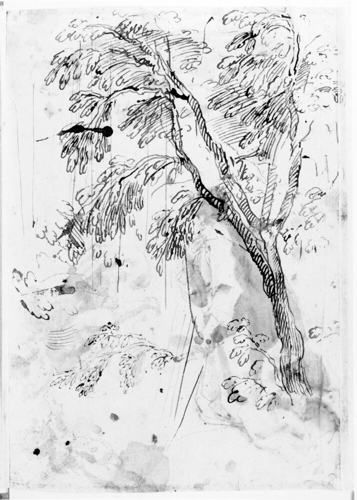 Study of a tree by Antonio Viviani