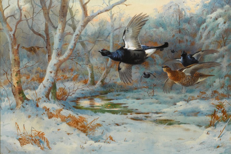 Black Grouse In Flight In A Winter Woodland by Archibald Thorburn