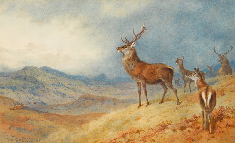 Red Deer In A Highland Landscape by Archibald Thorburn