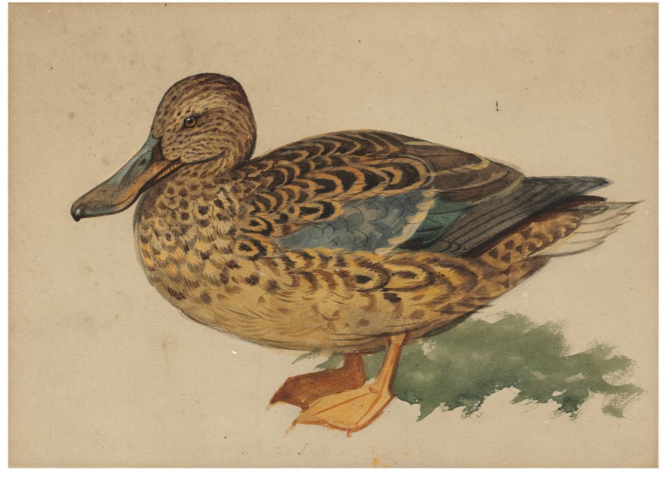 Studies of mallards by Archibald Thorburn