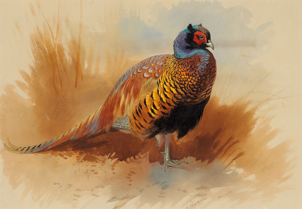 Study of a cock pheasant by Archibald Thorburn