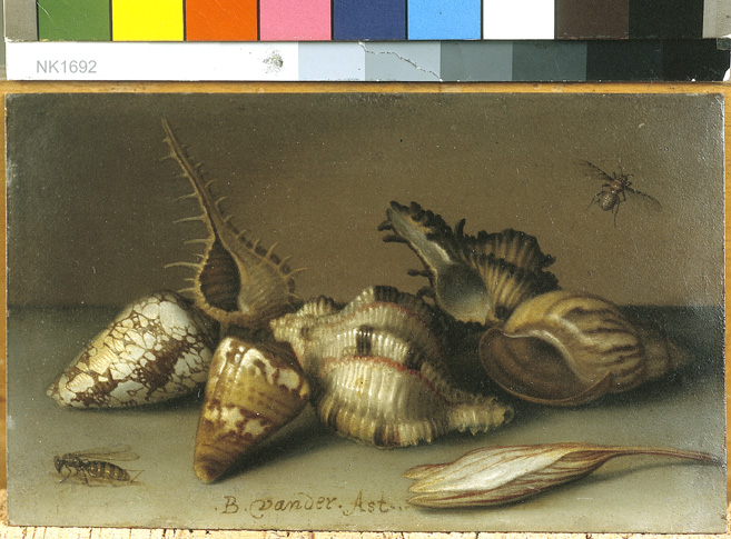Still Life with Shells and an Autumn Crocus by Balthasar van der Ast