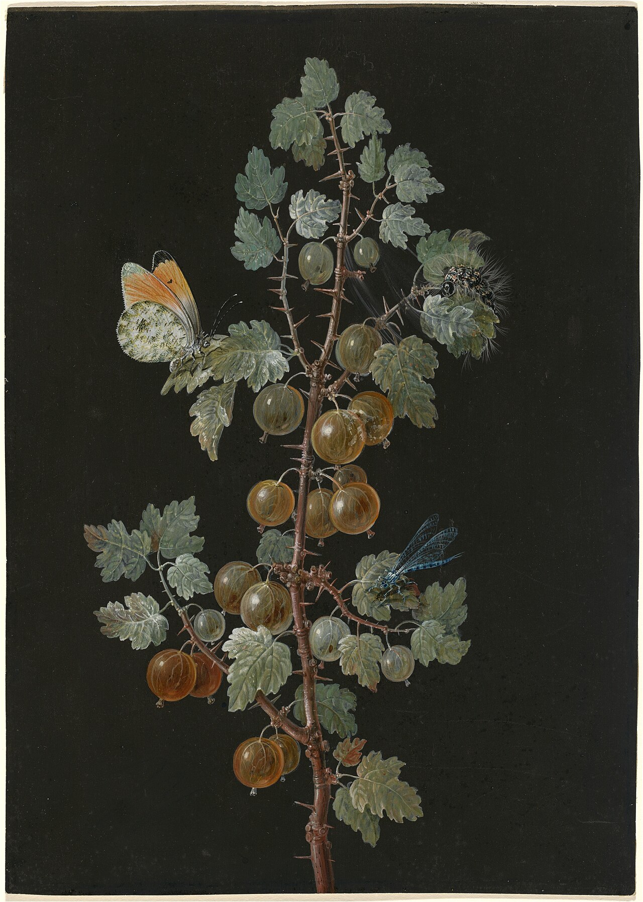 A Branch of Gooseberries with a Dragonfly, an Orange-Tip Butterfly, and a Caterpillar by Barbara Regina Dietzsch