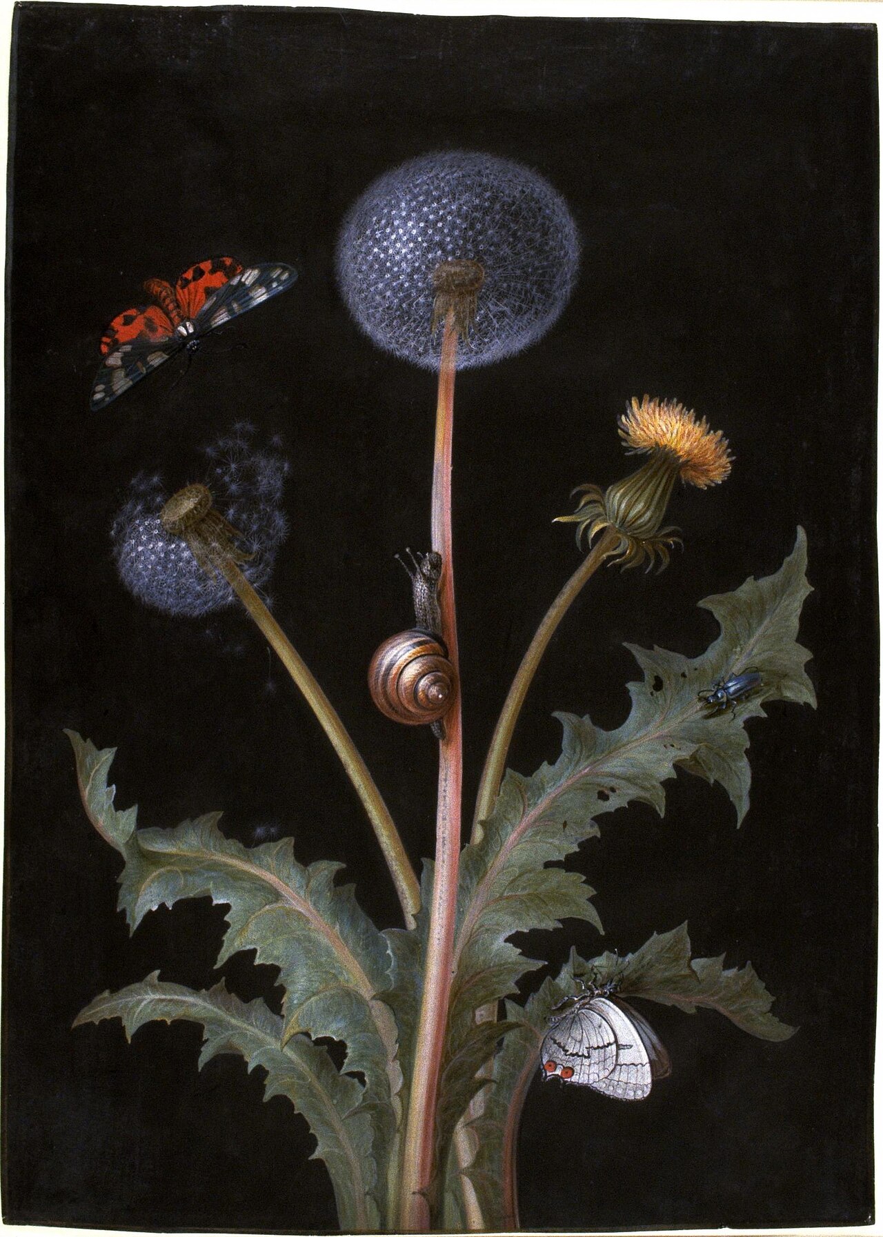 A Dandelion with a Tiger Moth, a Butterfly, a Snail, and a Beetle by Barbara Regina Dietzsch
