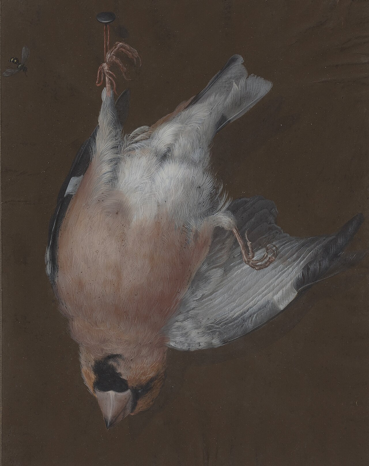A Rose-Breasted Finch Hanging from a Nail by Barbara Regina Dietzsch