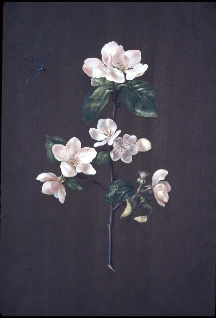 Apple Blossom (no title) by Barbara Regina Dietzsch