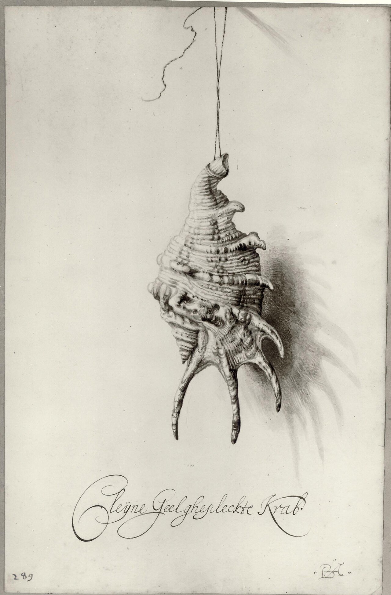 Seashell from an album by Bartholomeus Assteyn