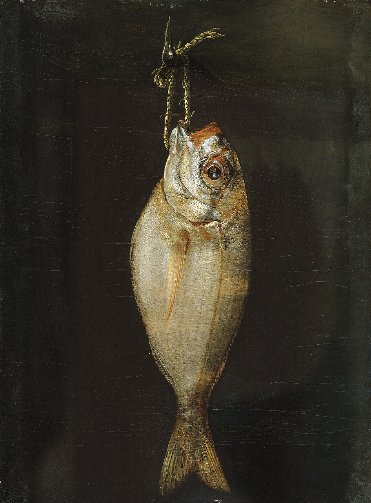 Bream by Bartolomé Montalvo