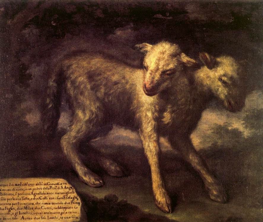 Two-headed Lamb by Bartolomeo Bimbi