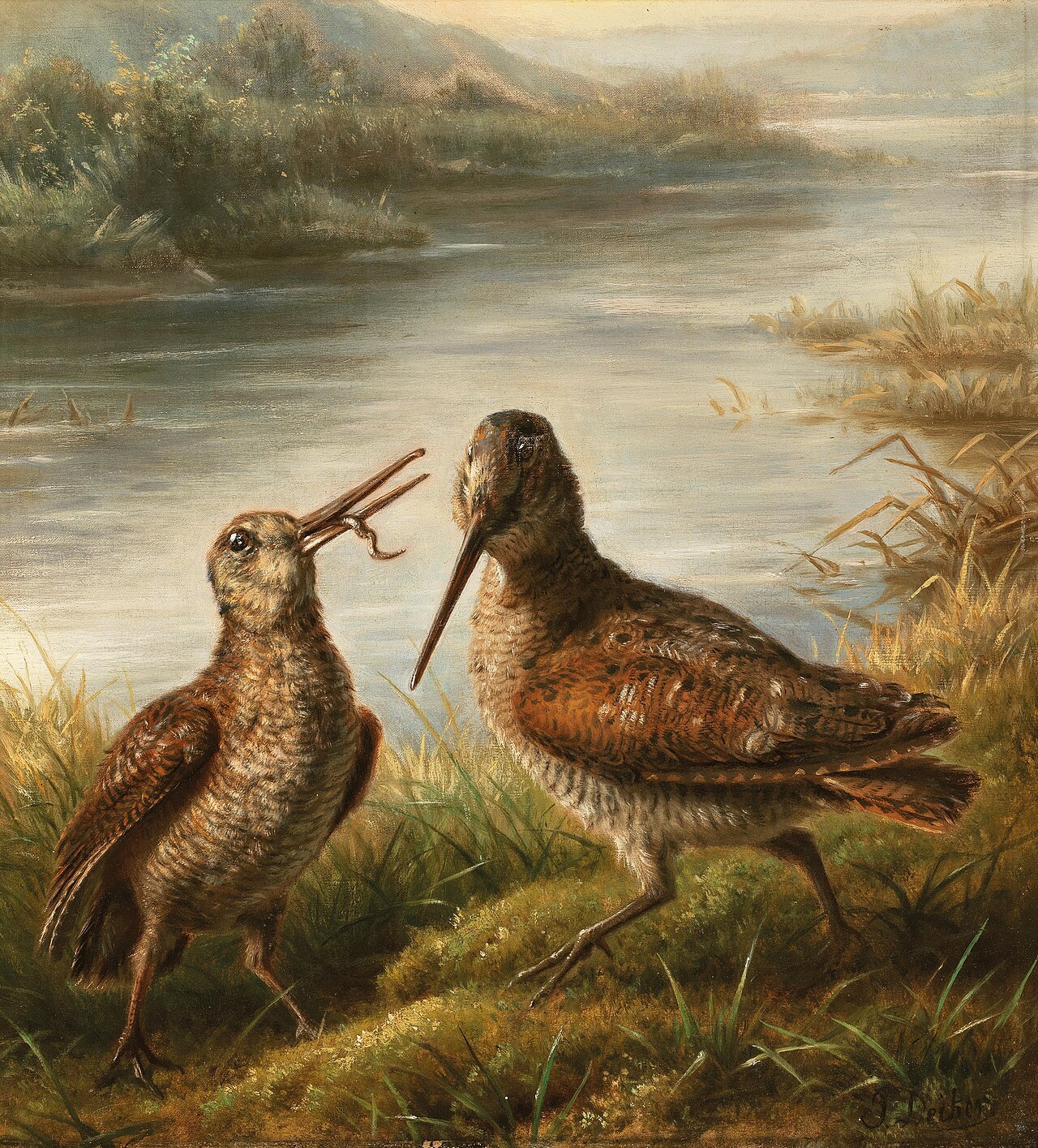 Two snipes on the river bank by Carl Friedrich Deiker