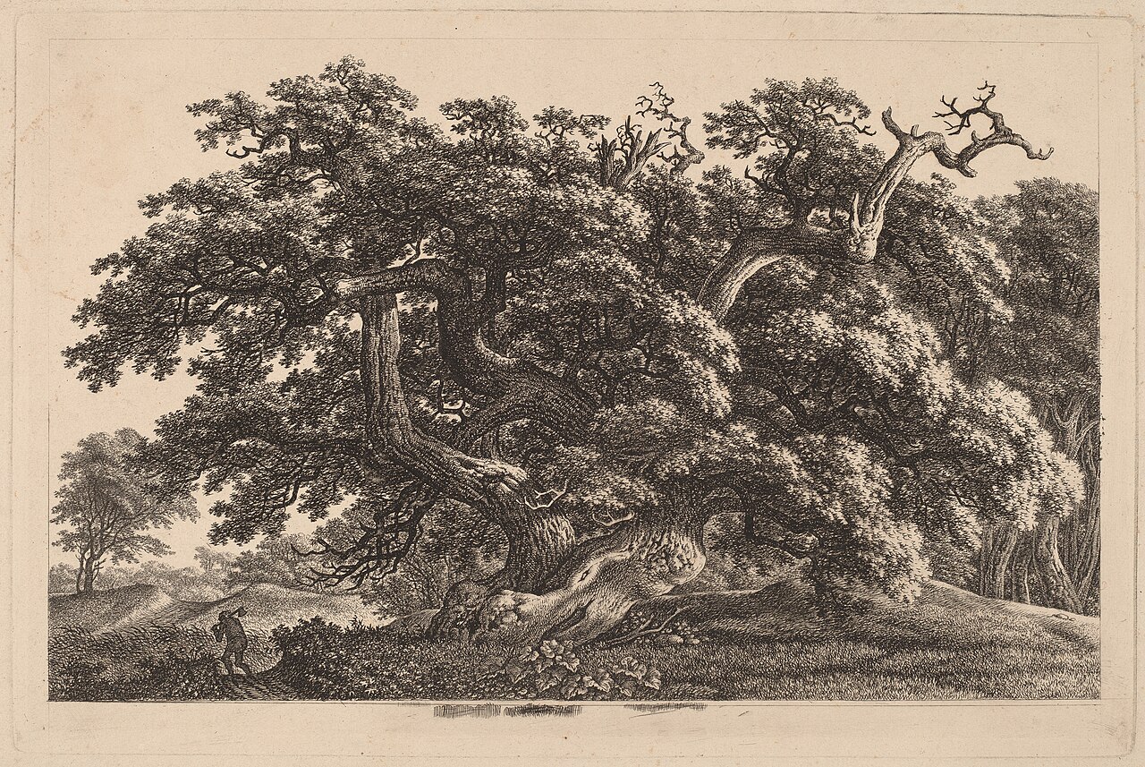 A Widely Expanding Oak Tree by Carl Wilhelm Kolbe