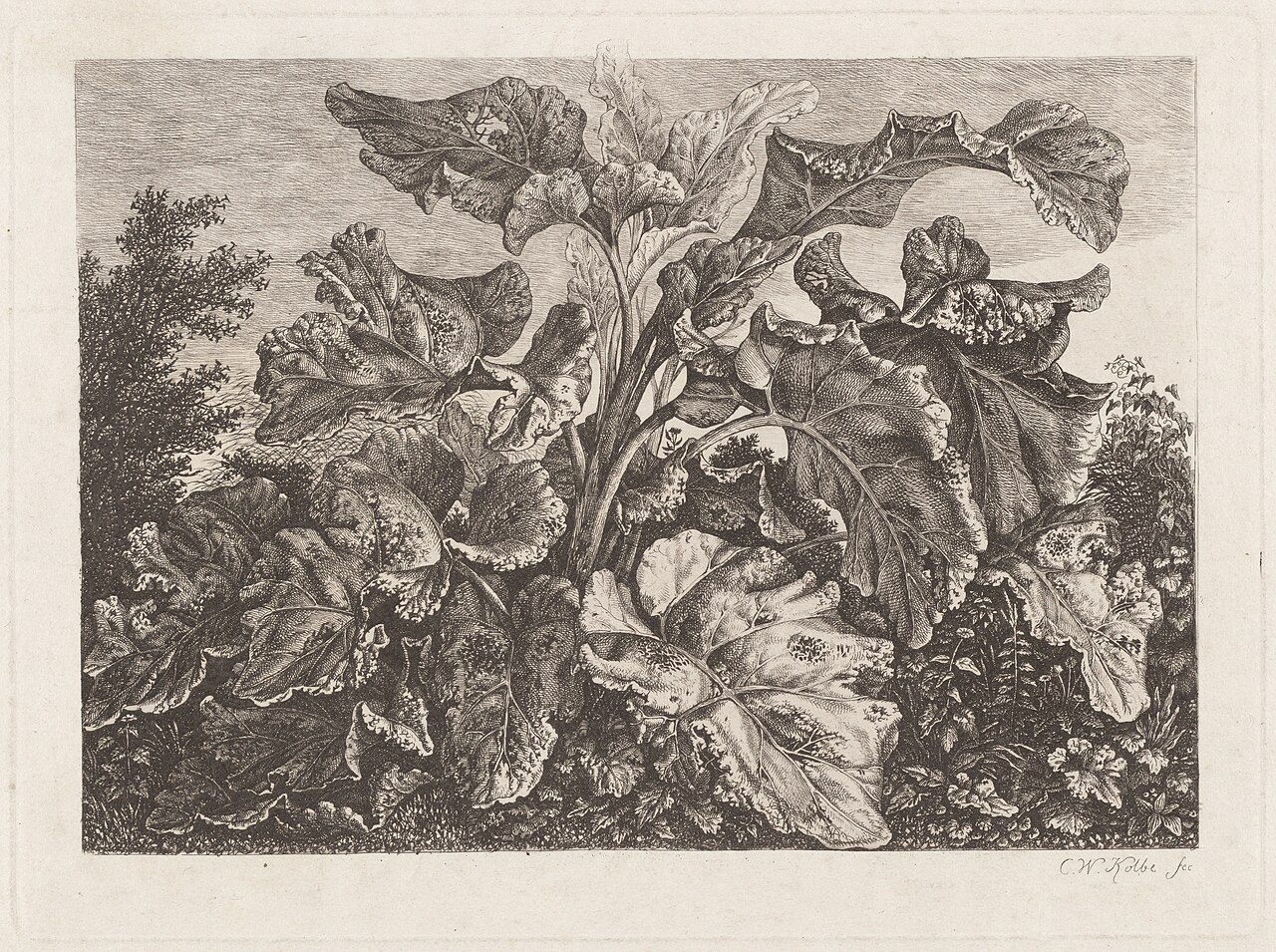 Plant Study with Burdock by Carl Wilhelm Kolbe
