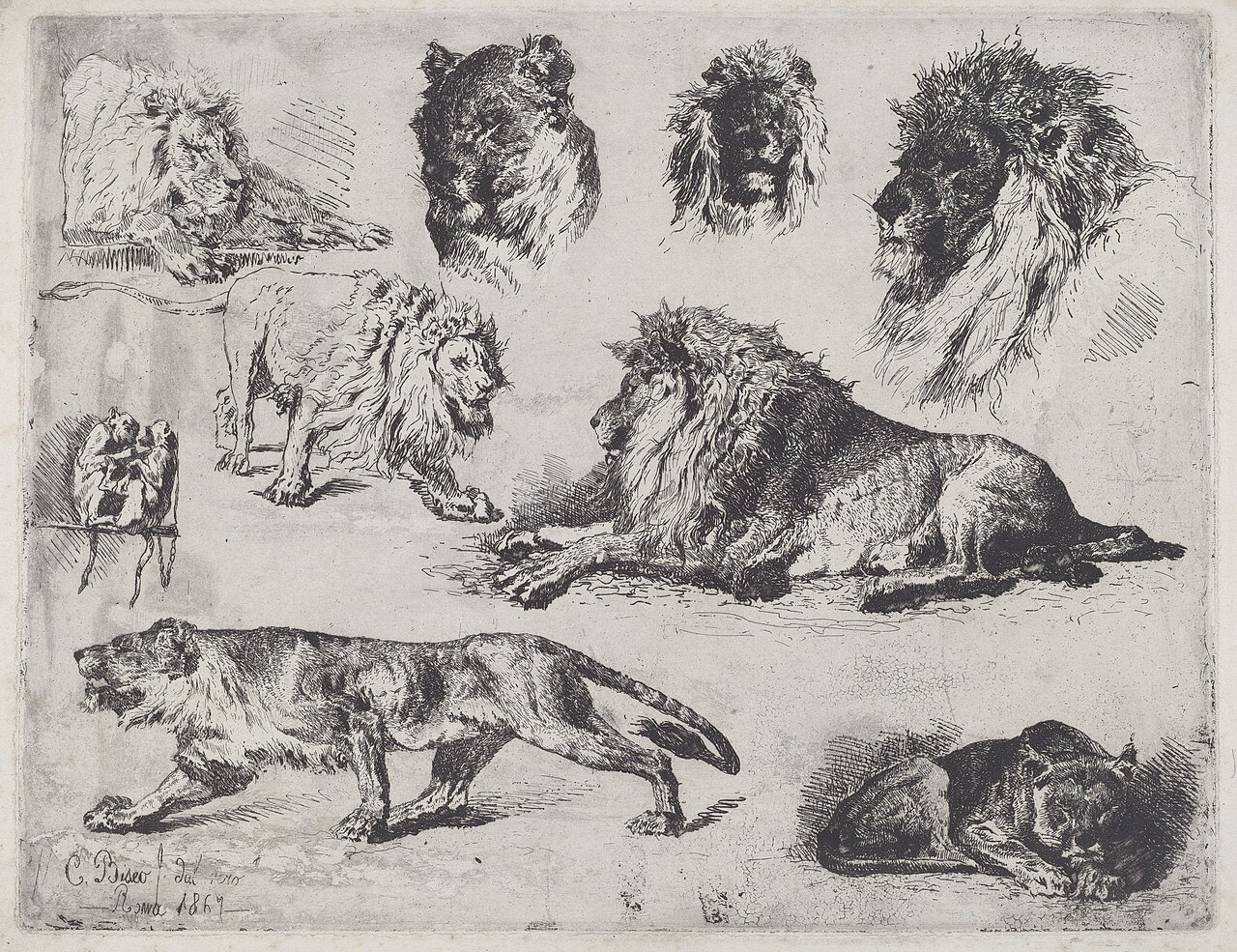 Study of Lions by Cesare Biseo