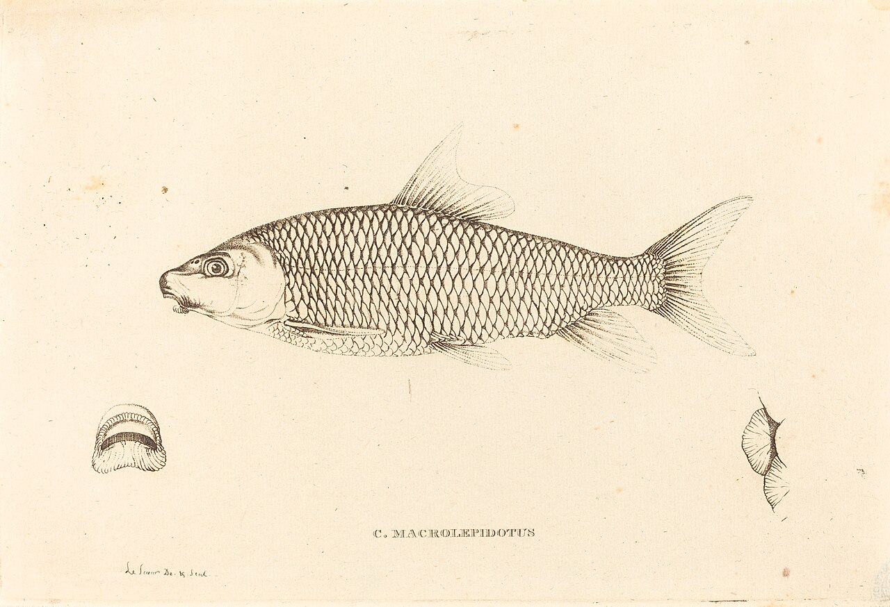 C. Macrolepidotus by Charles Alexandre Lesueur