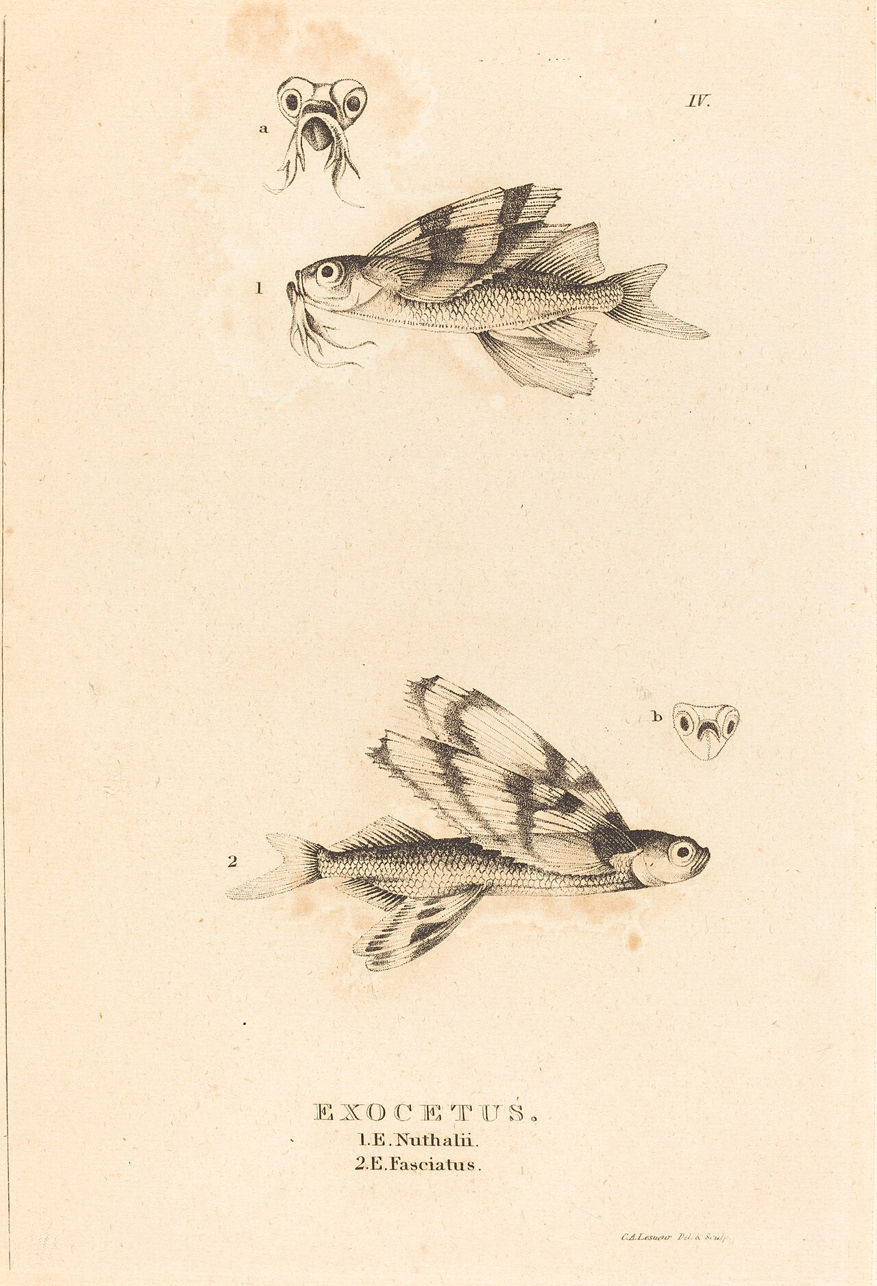Exocetus by Charles Alexandre Lesueur