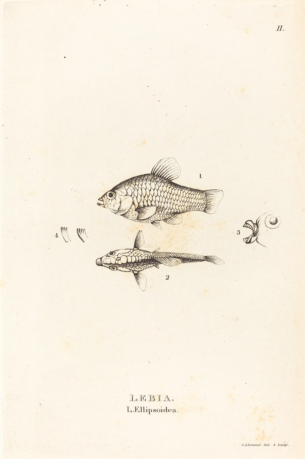 Lebia (L'Ellipsoidea) by Charles Alexandre Lesueur