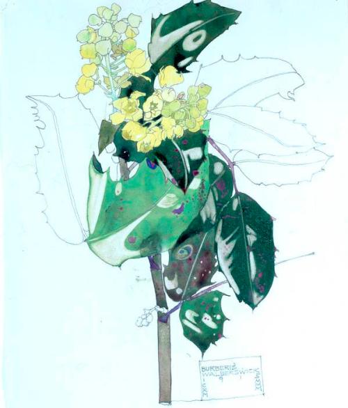 Berberis, Walberswick by Charles Rennie Mackintosh - Charles Rennie Mackintosh by Charles Rennie Mackintosh