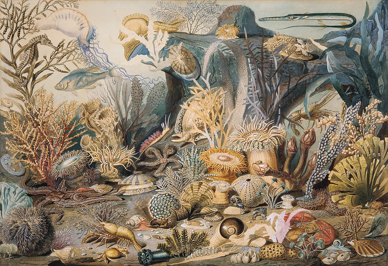 Ocean Life by Christian Schussele