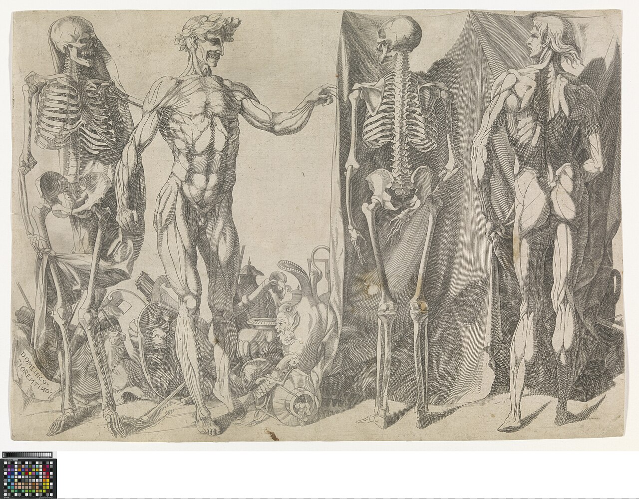 Skeletons and Écorchés by Domenico del Barbiere