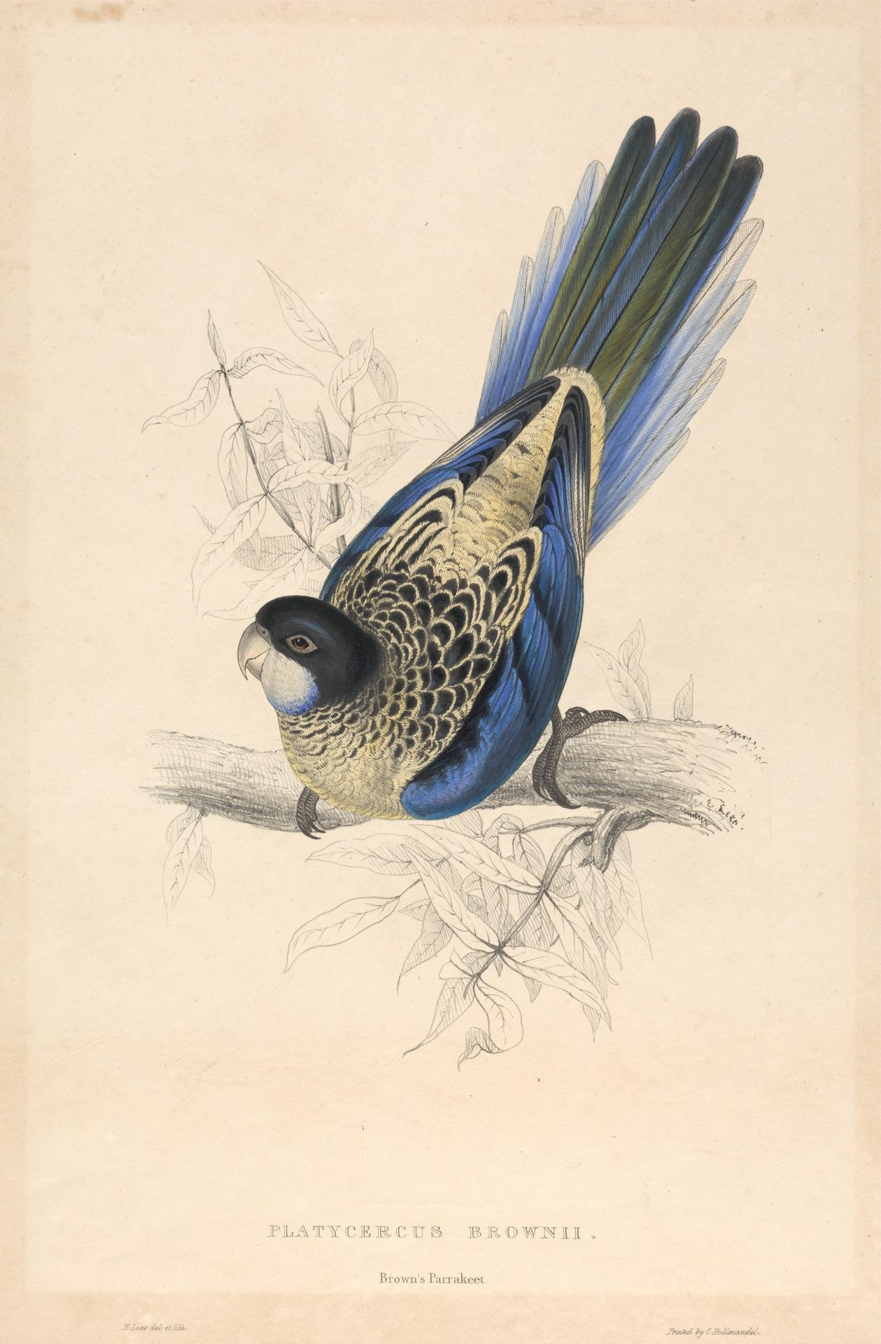 Platycercus Brownii / Brown's Parrakeet by Edward Lear