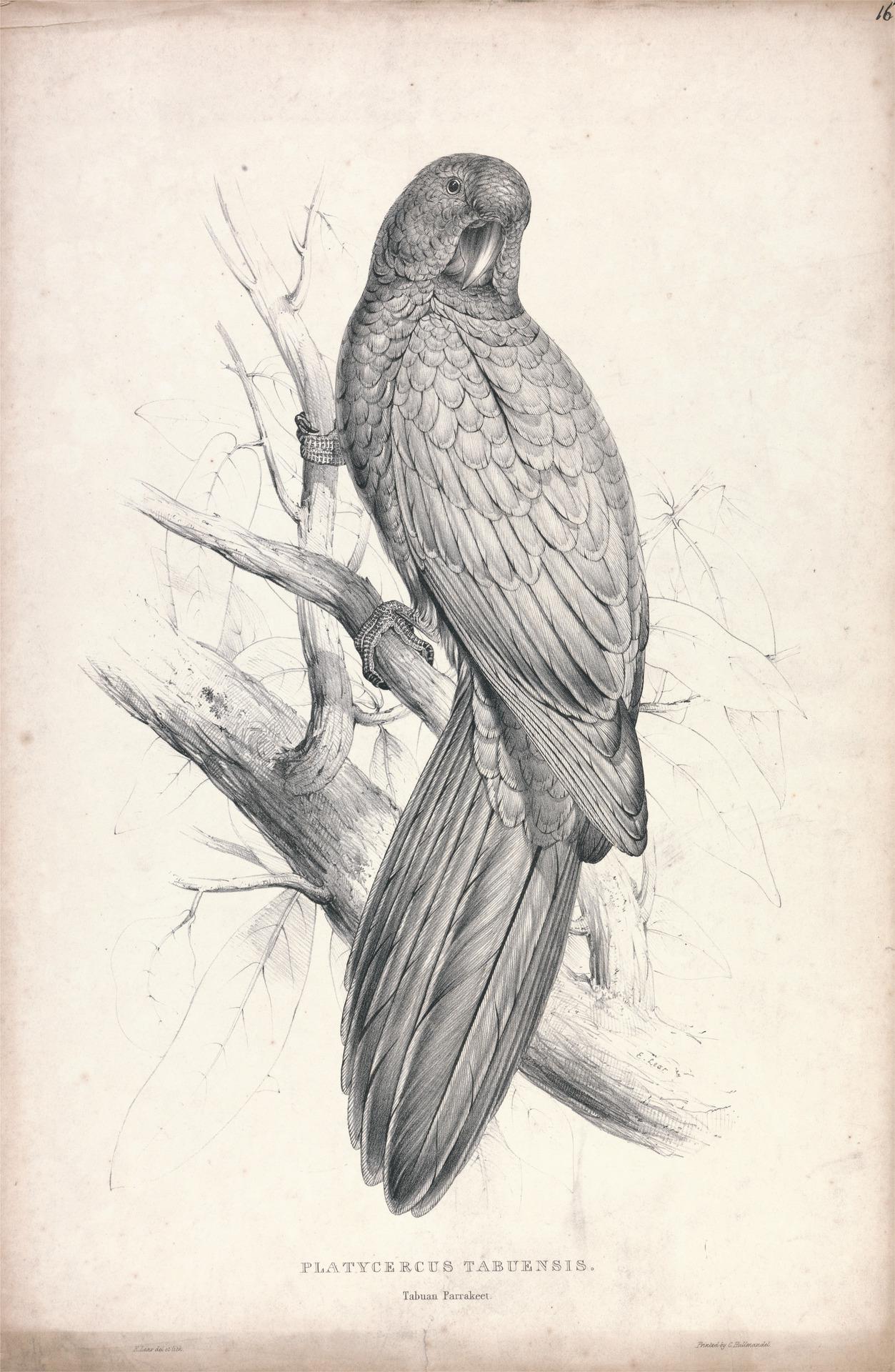 Platycereus Tabuensis / Tabuan Parrakeet (Plate 16) by Edward Lear