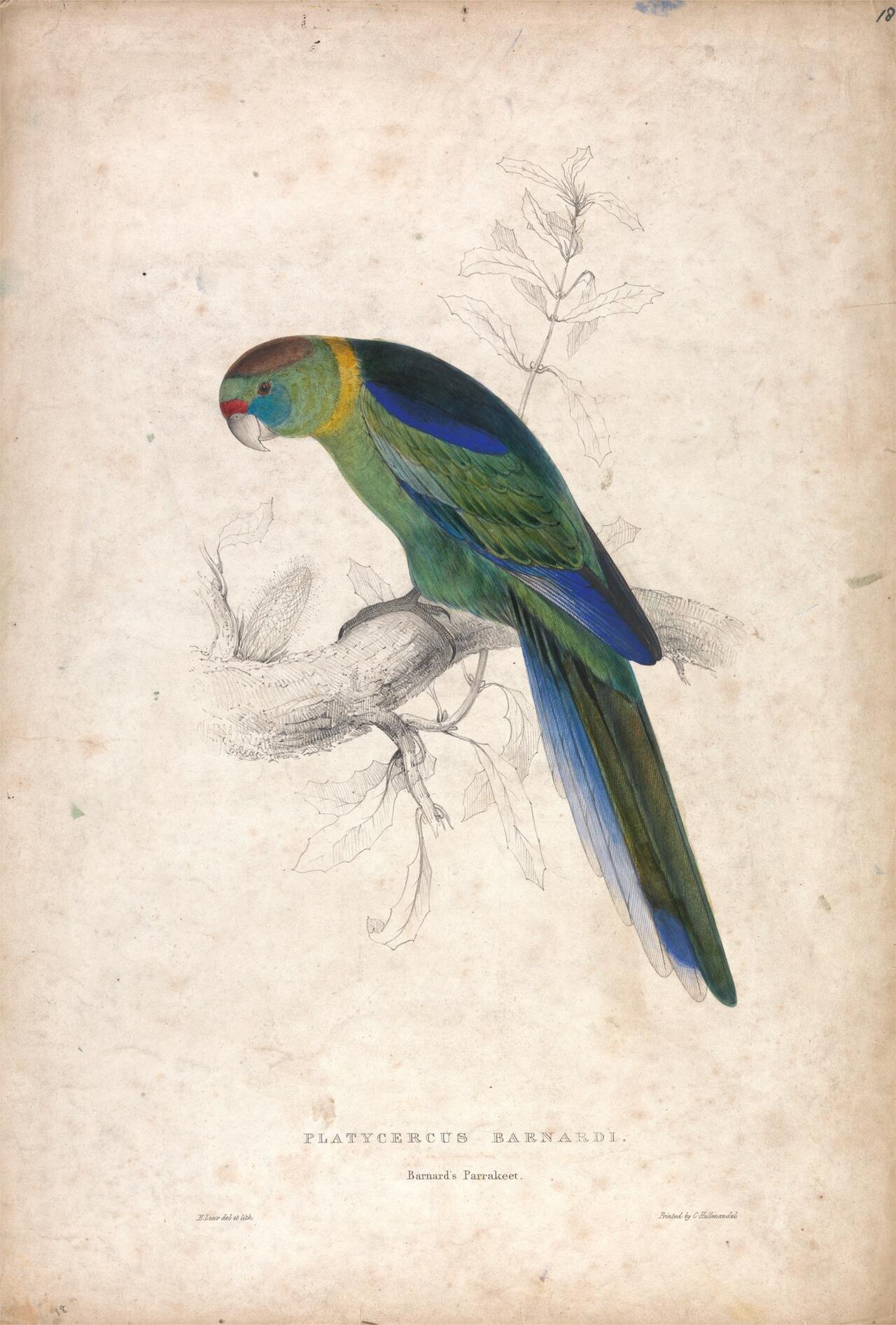 Platycerus Barnardi / Barnard's Parrakeet (Plate 18) by Edward Lear