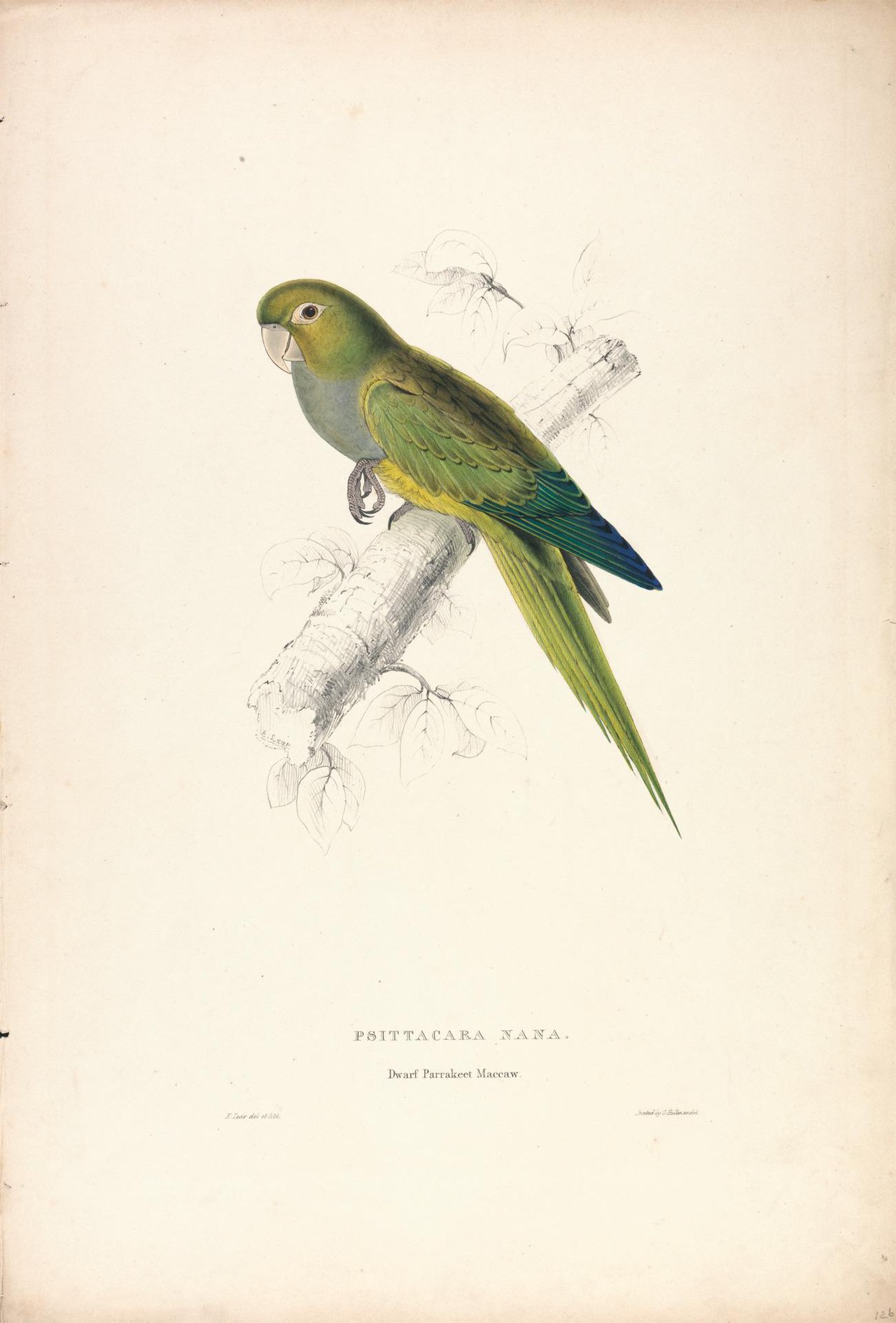 Psittacara Naria / Dwarf Parrakeet Maccaw (Plate 12) by Edward Lear