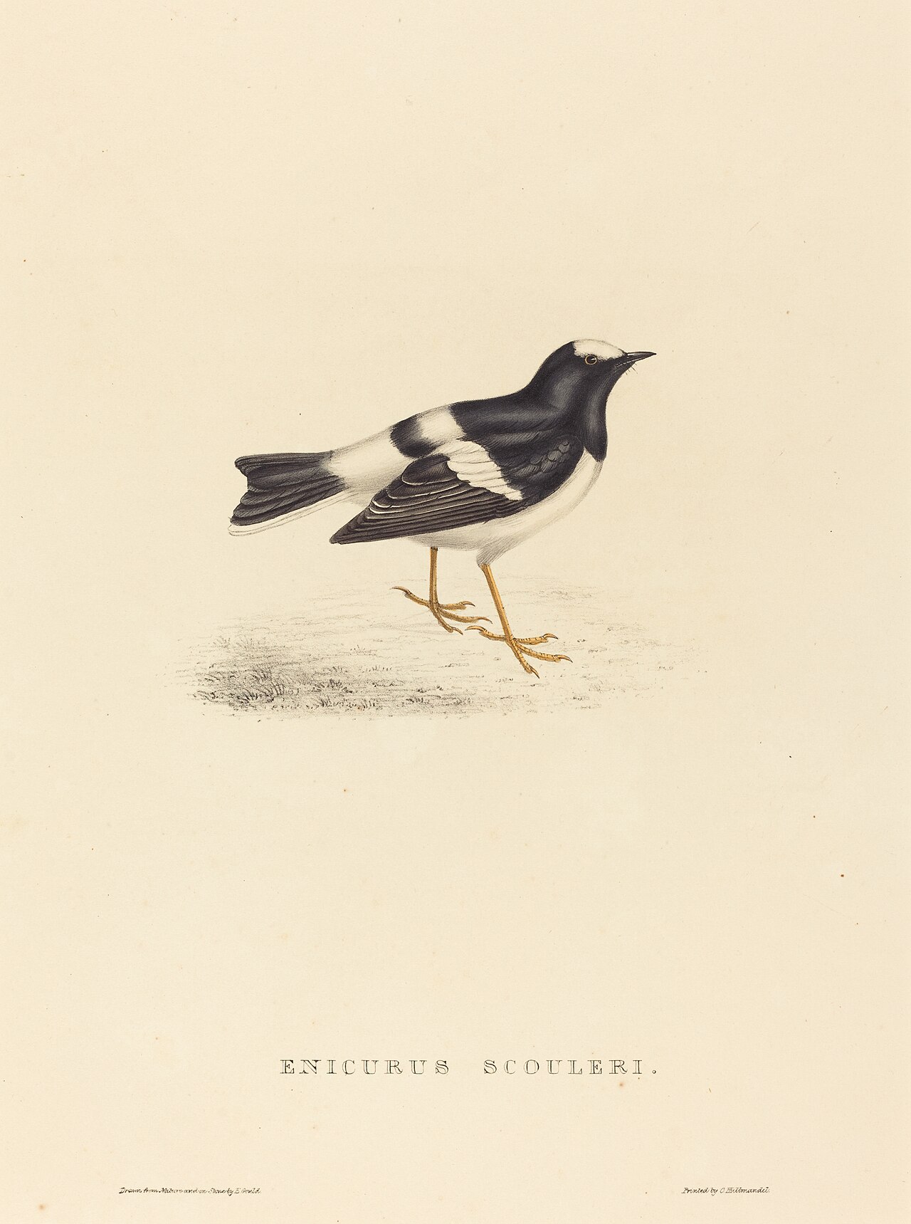 Enicurus Scouleri (Little Forktail) by Elizabeth Gould