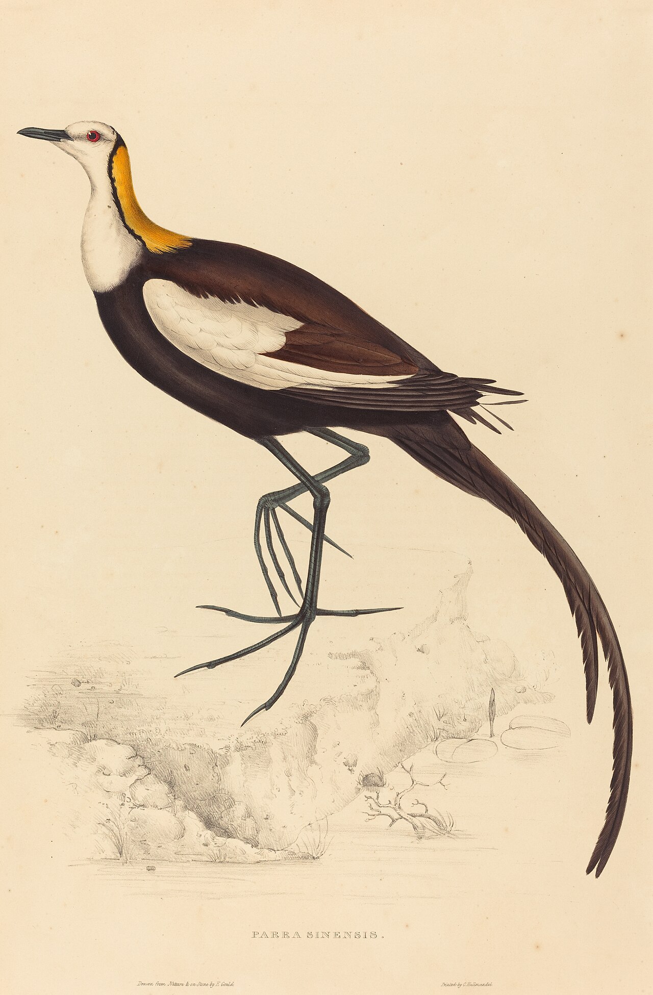 Parra Sinensis (Pheasant-Tailed Jacana) by Elizabeth Gould