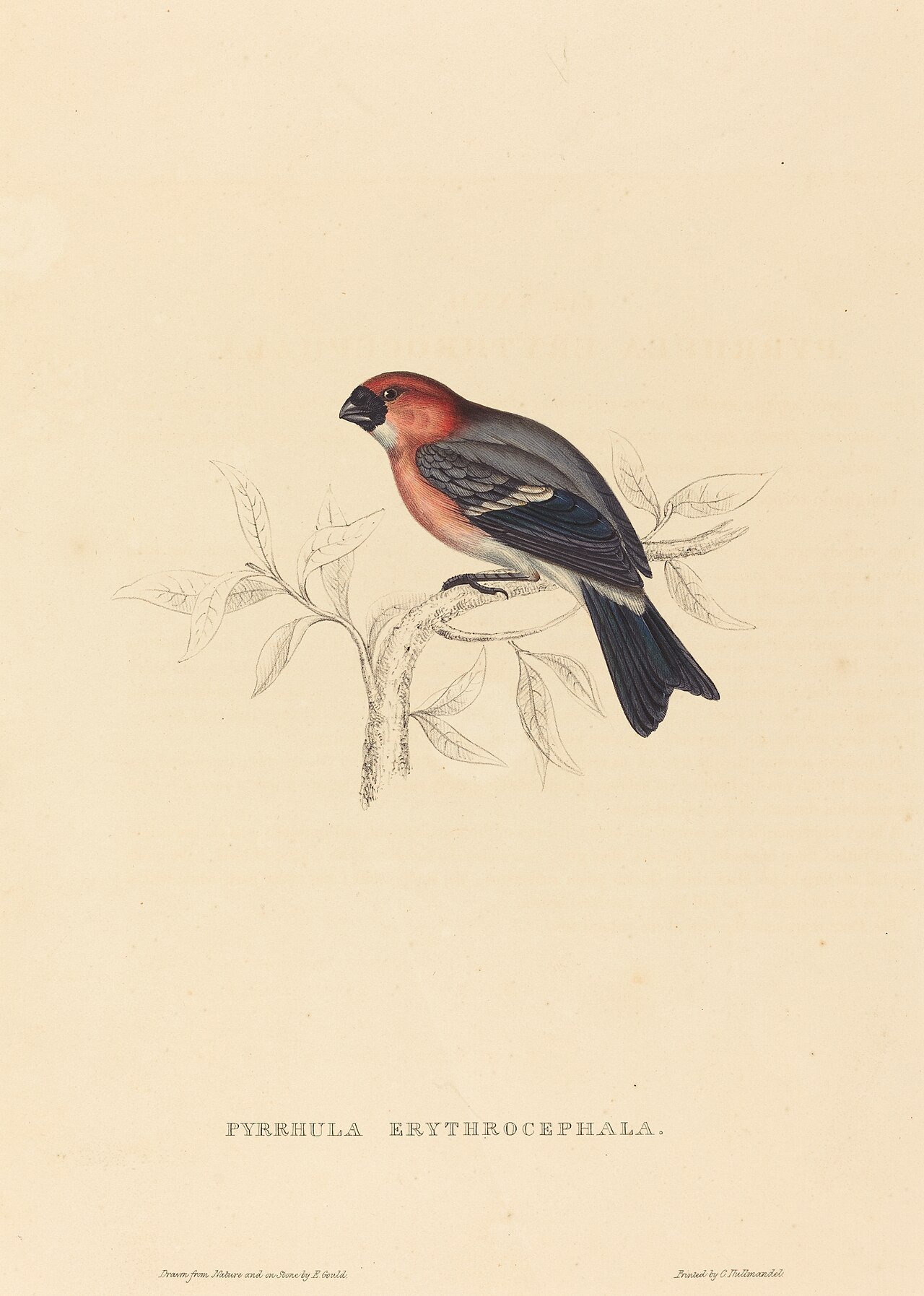 Pyrrhula Erythrocephala (Redheaded Bullfinch) by Elizabeth Gould
