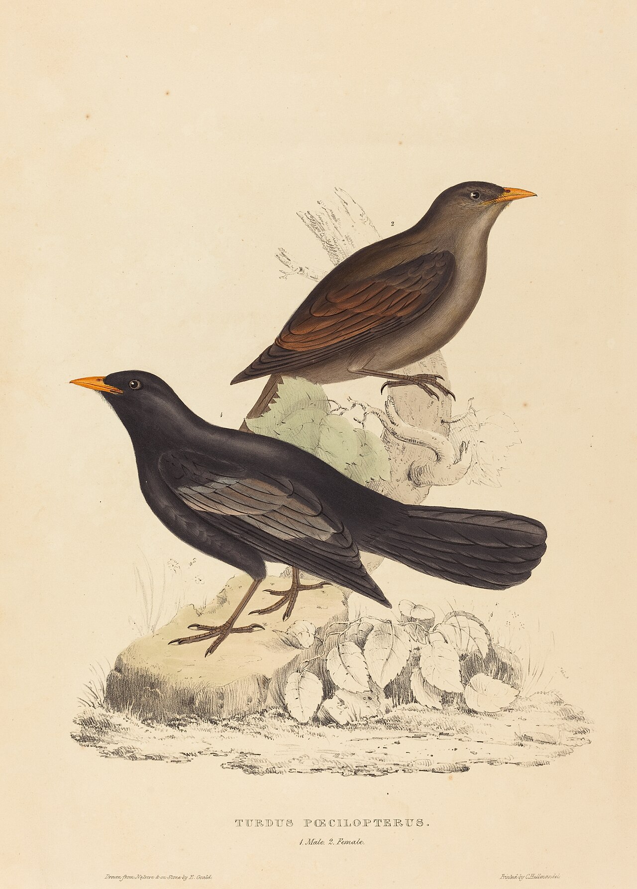 Turdus Poecilopterus (Aztec Thrush) by Elizabeth Gould