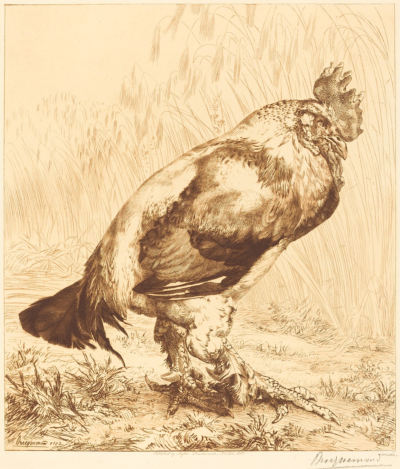 The Old Cock by Félix Bracquemond