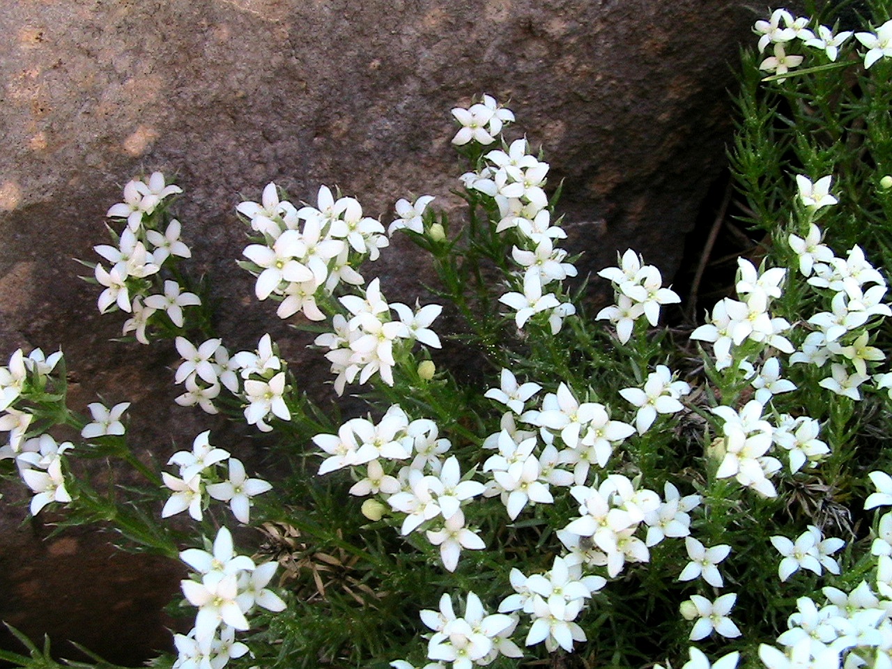 Galium pyrenaicum by Ferdinand Bauer