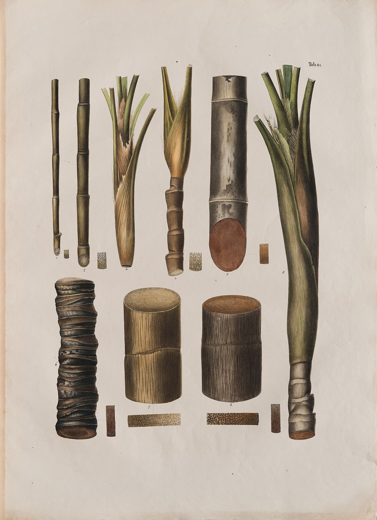 Livistona humilis by Ferdinand Bauer