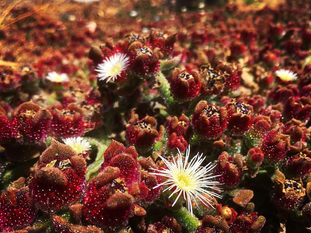 Mesembryanthemum crystallinum by Ferdinand Bauer