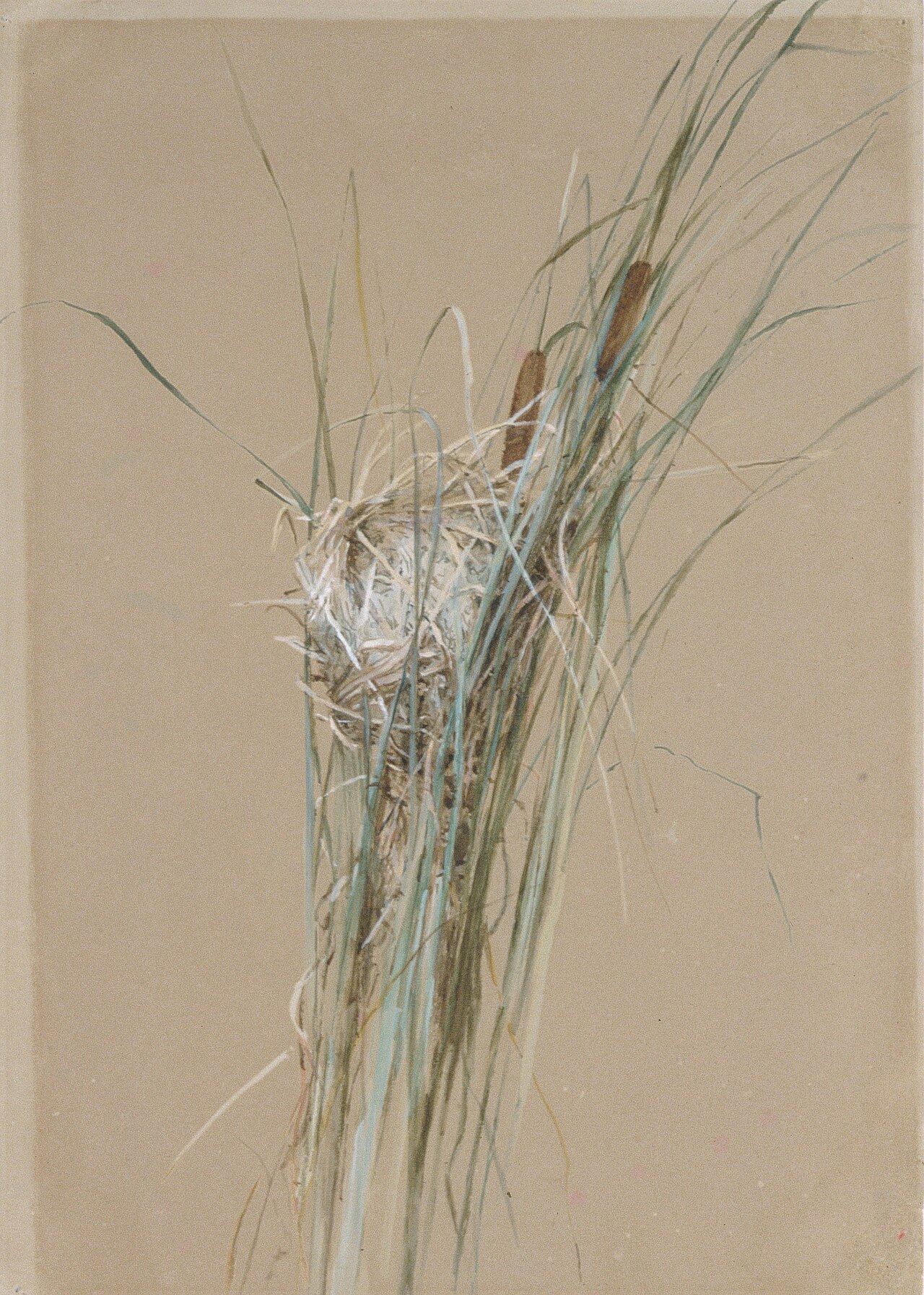 Bird's Nest in Cattails by Fidelia Bridges