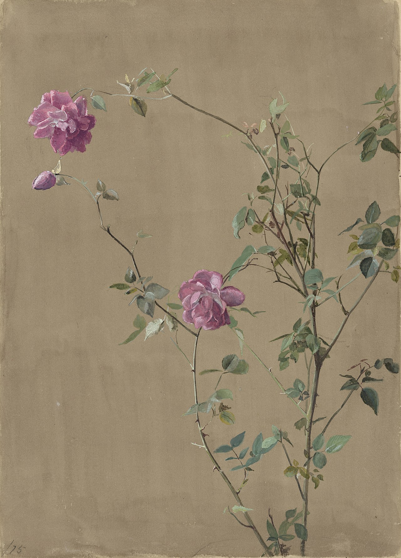 Pink Roses by Fidelia Bridges