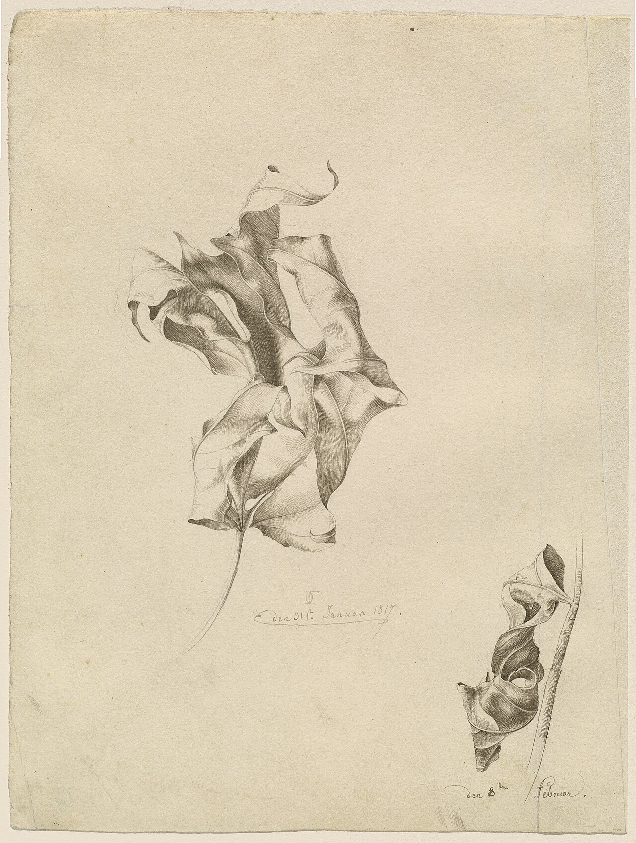 Shriveled Leaves by Friedrich von Olivier