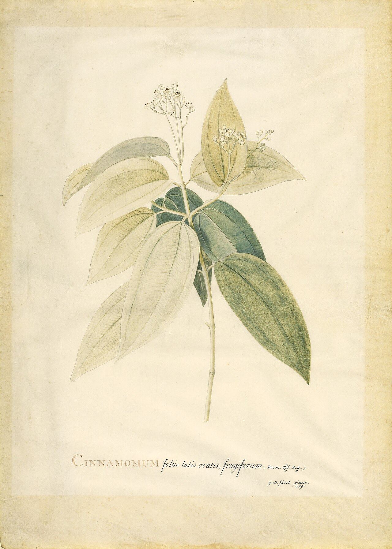 Cinnamomum by Georg Dionysius Ehret