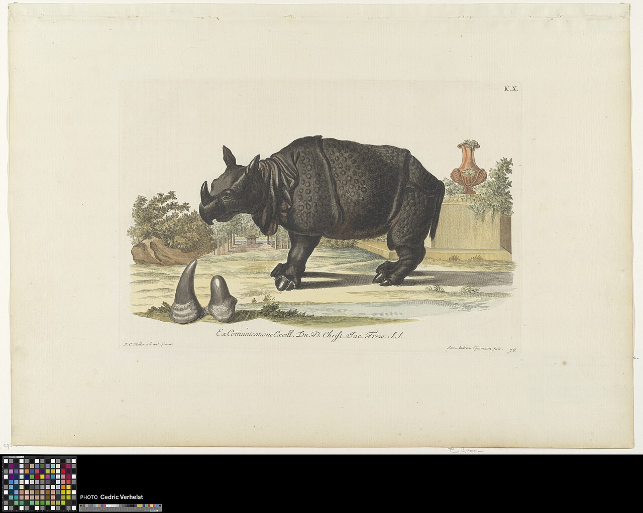 A black rhinoceros by Georg Wolfgang Knorr