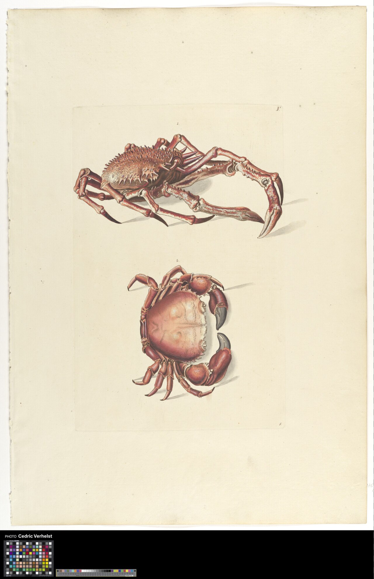 Two crabs by Georg Wolfgang Knorr