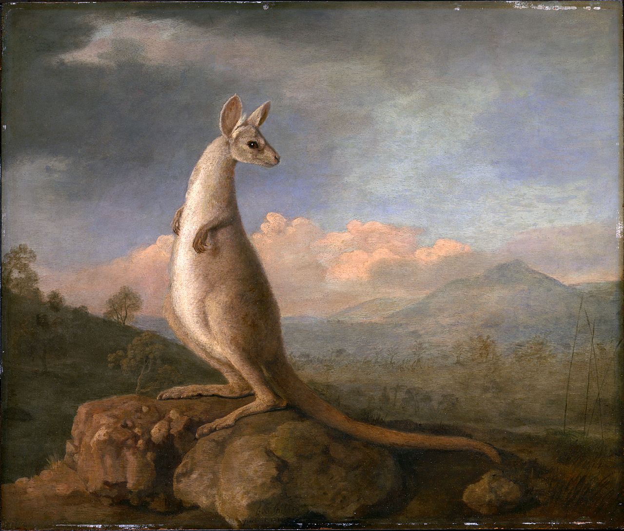 The Kongouro from New Holland by George Stubbs