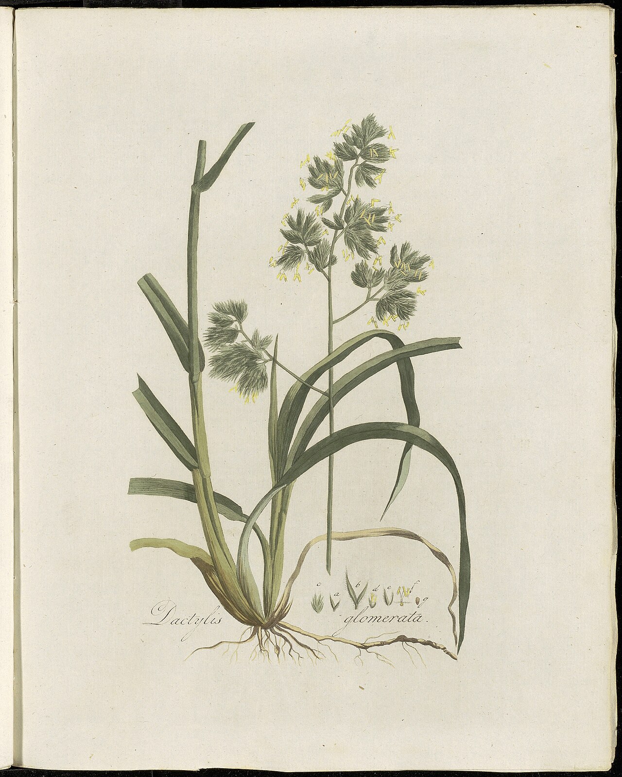 Plate 0102, Flora Batava (KB), volume 2 by Georgius Jacobus Johannes van Os